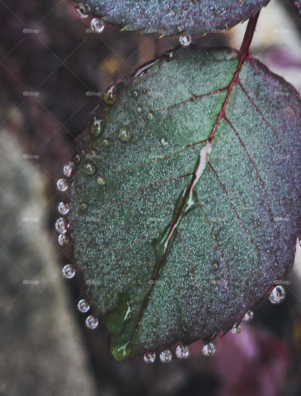 Raindrops on roses - droplets of water hang from the leaf of a rose