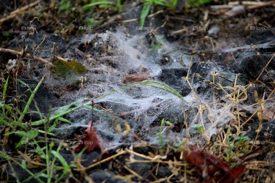 spider web