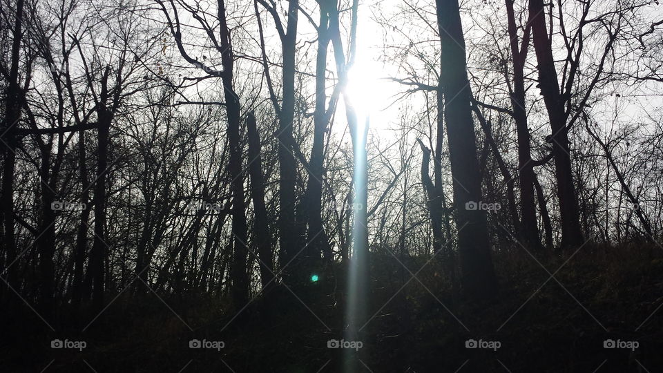 Low angle view of bare tree