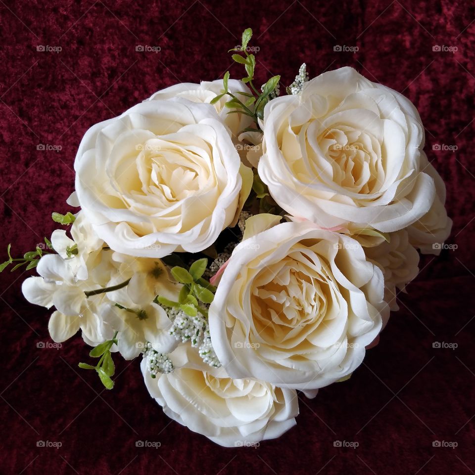 White roses on red velvet