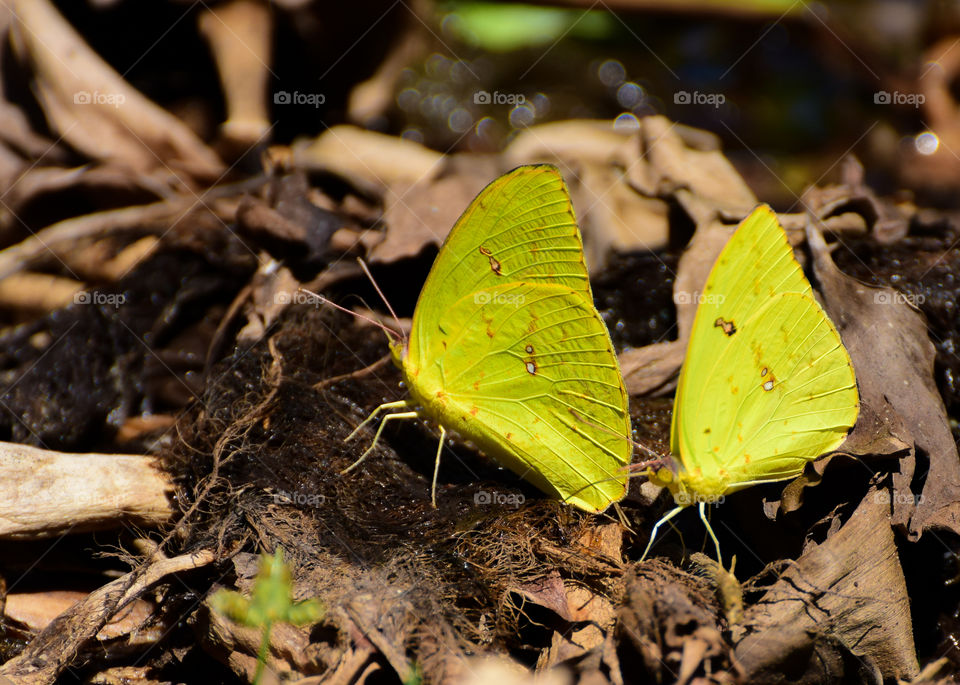 butterflies