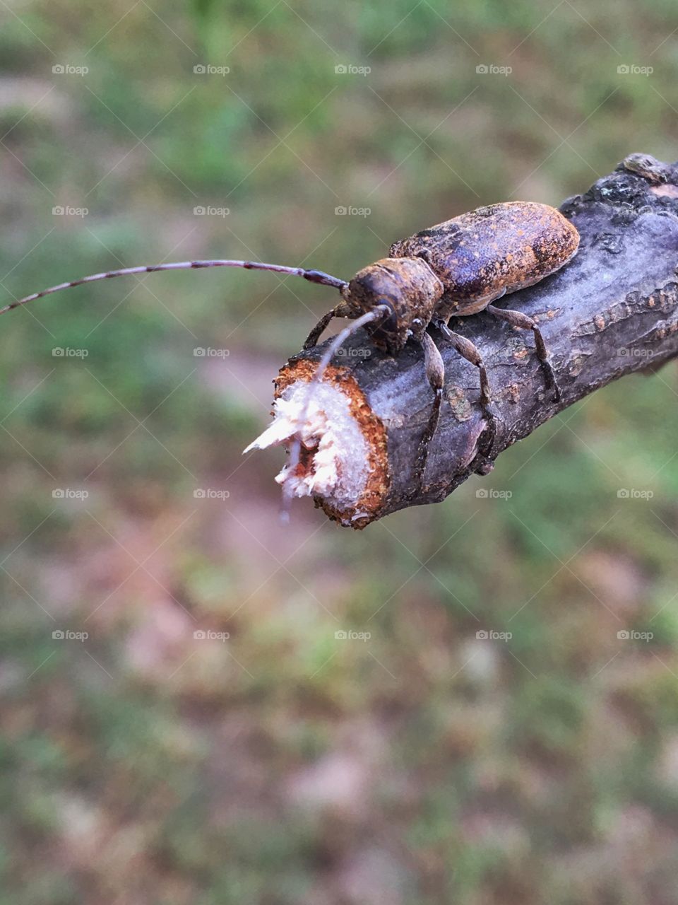 Girdler Beetle on a Branch