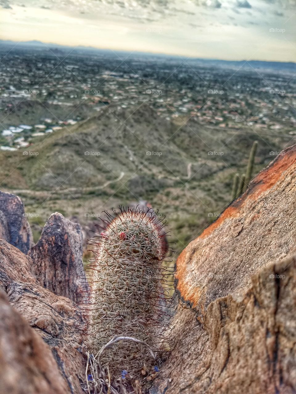 little cacti on a big mountain