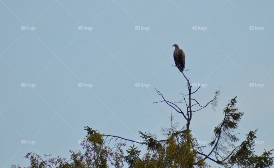 Seaeagle in the Wild