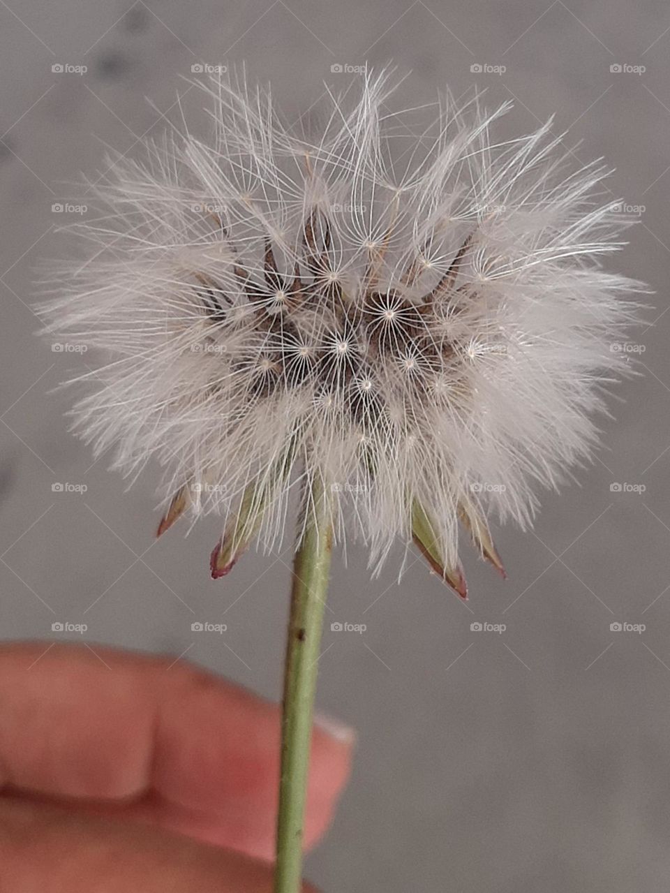 Dandelion Flower Zoom in