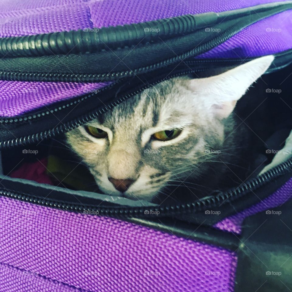 Cutest Pets in the World 