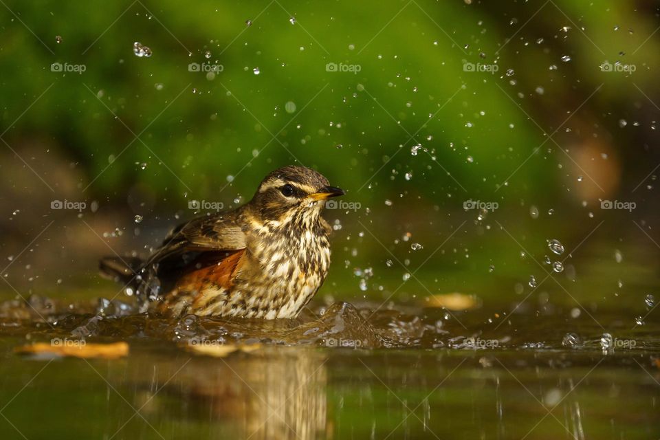 Redwing bathing