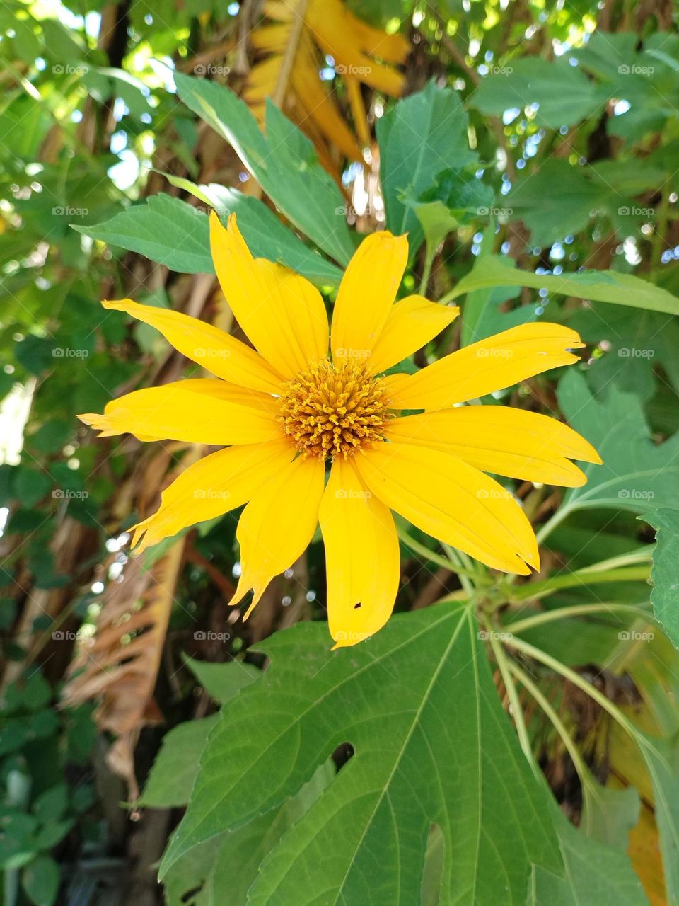 Tithonia diversifolia