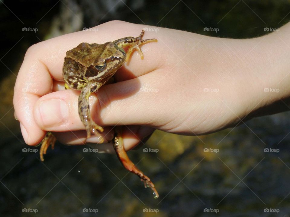 Catching a frog