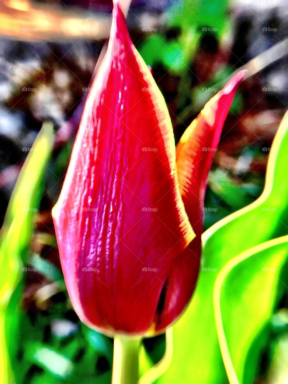 Beautiful tulip in Indiana 