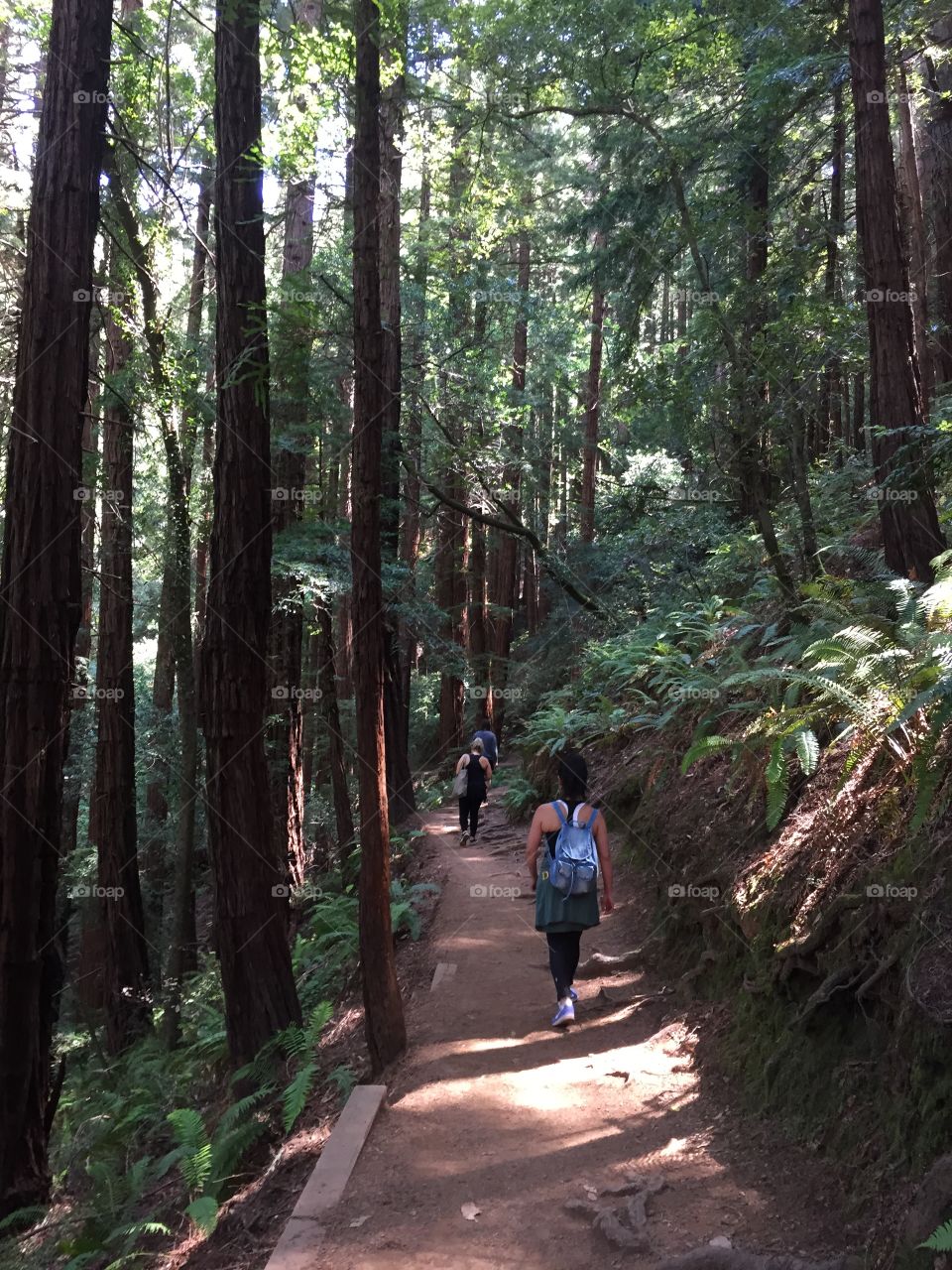 Muir Woods hiking, California 