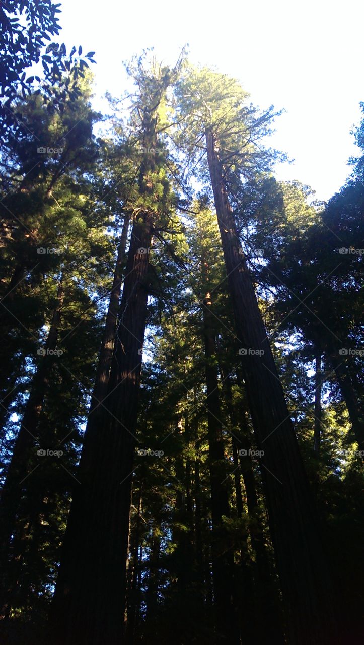 Redwoods. road trips