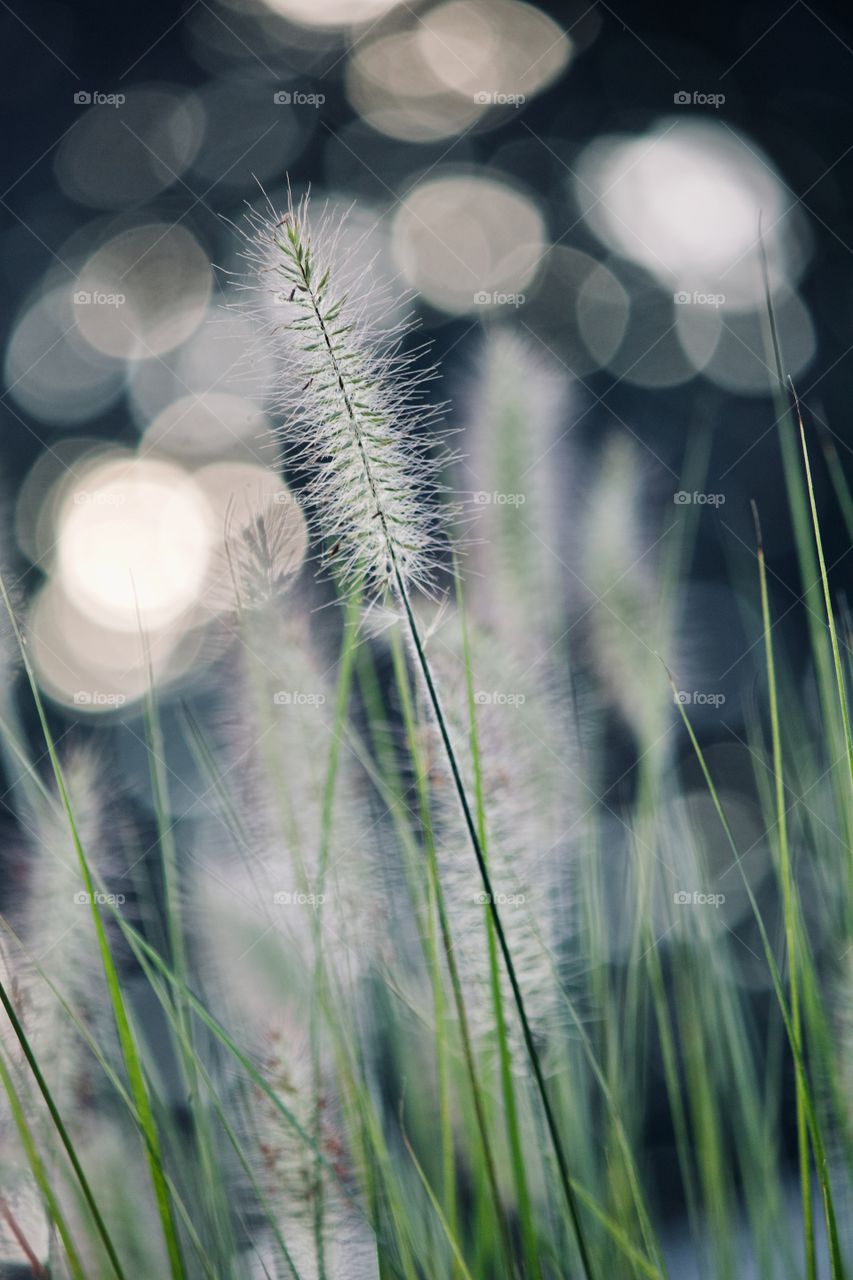 Decorative grass in the evening light