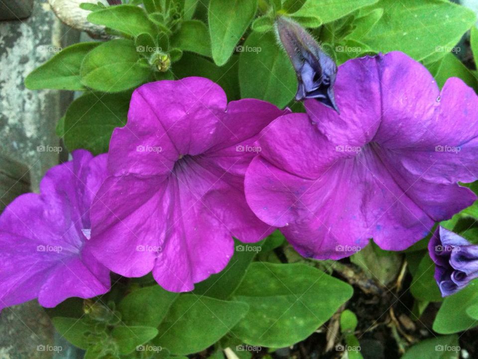 Purple petunias