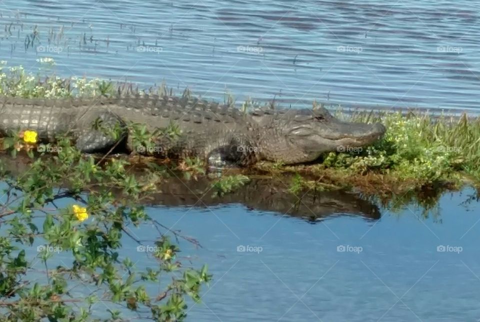 Water, Nature, River, Crocodile, Alligator