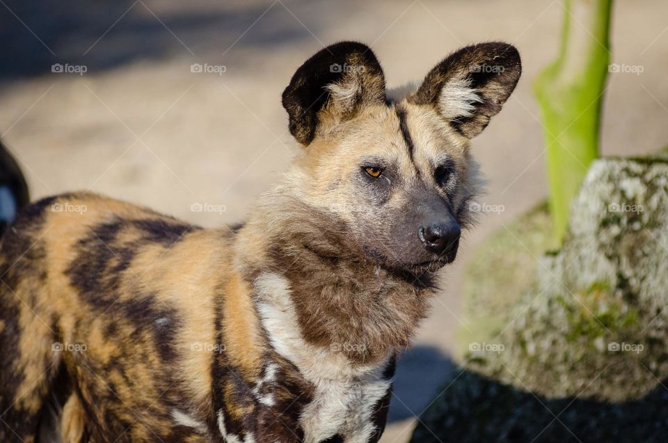 Here is an African wild dog from the savannas of Africa.