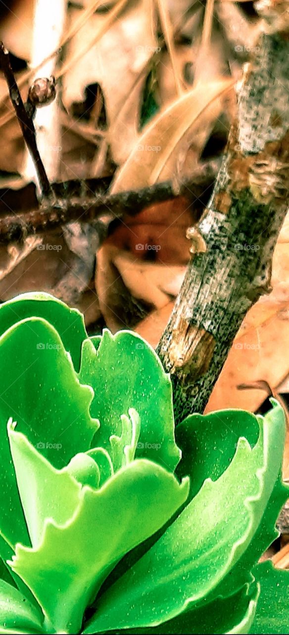 green plant I a patch of leaves and twigs and branches