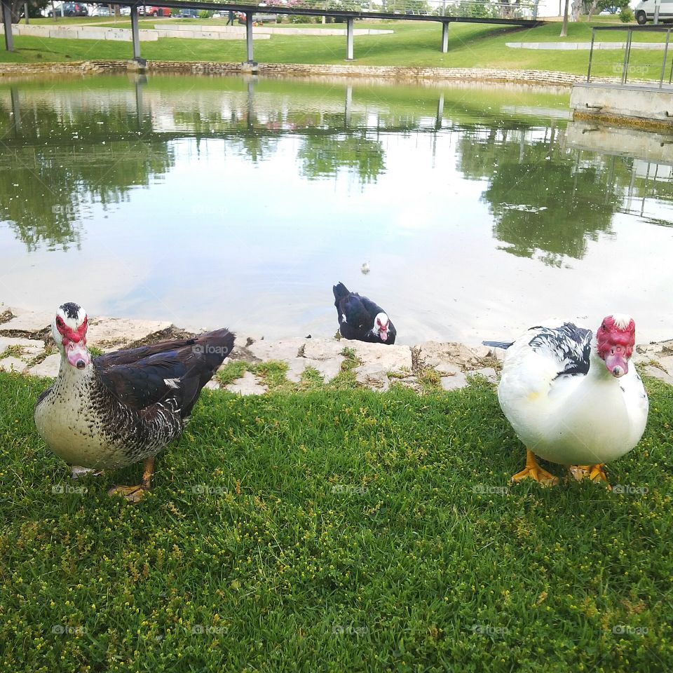 3 Ducks
