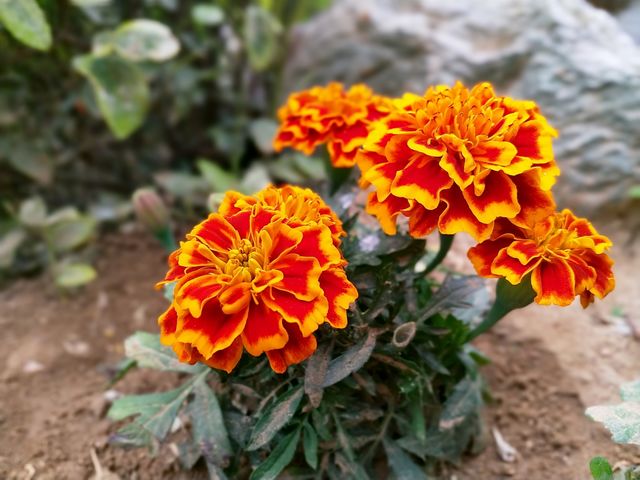 flower in garden