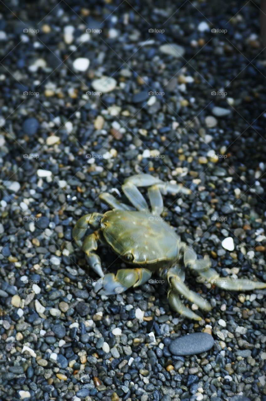 Tiny crab frolicking on the rocky shore.