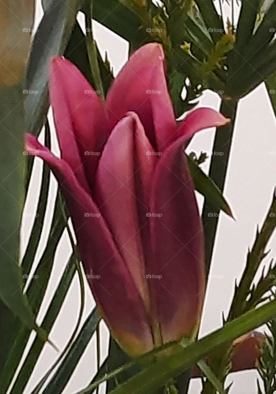 flower