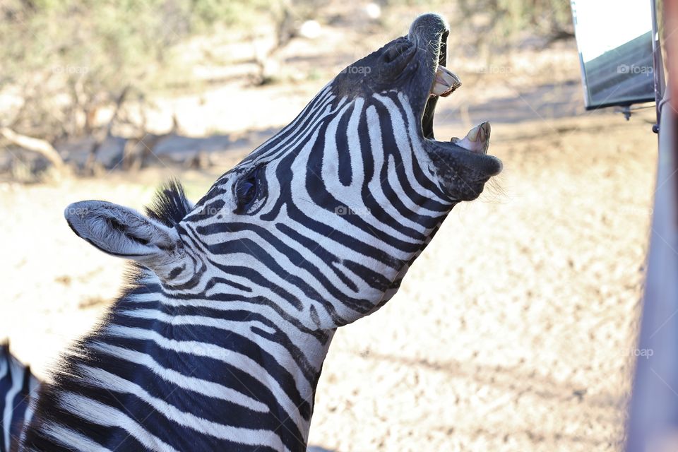 Zebra