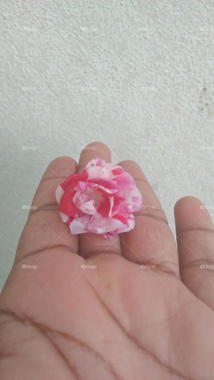 A view of holding a flower