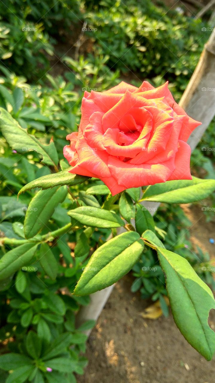 rose of RED