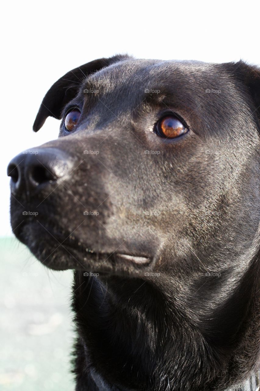 Extreme close-up of black dog
