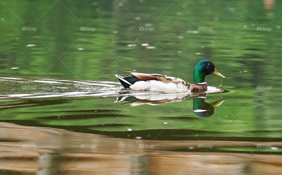 River Duck