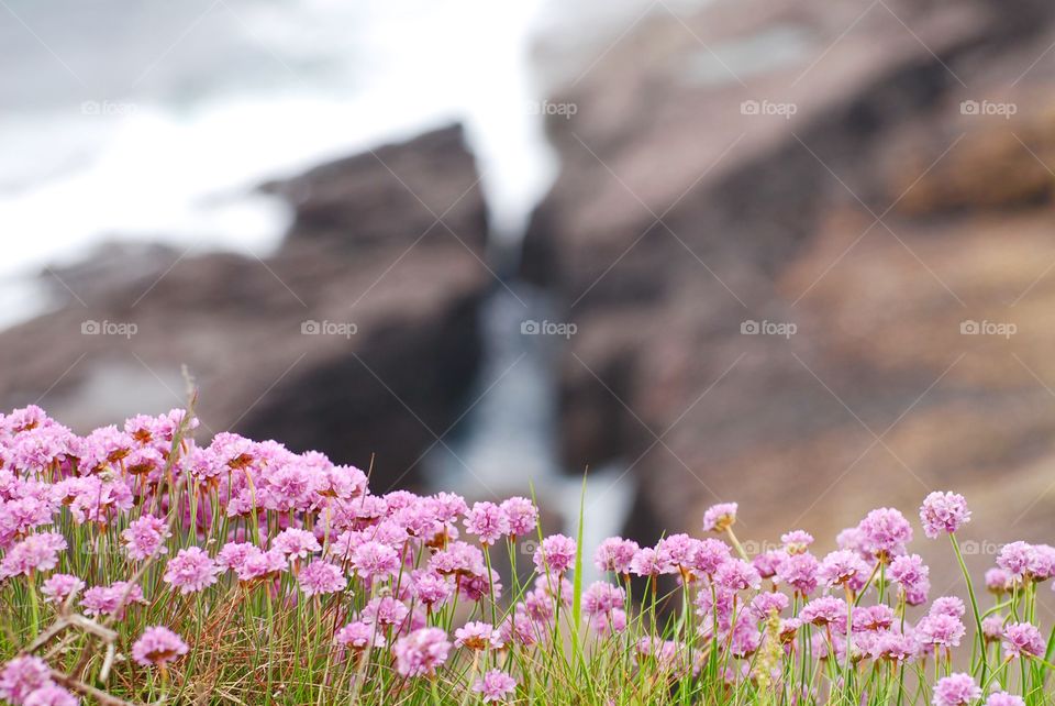 Close-up of pink flowers