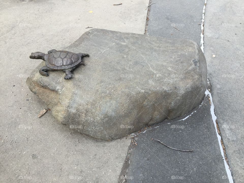 A little tuttle on a rock