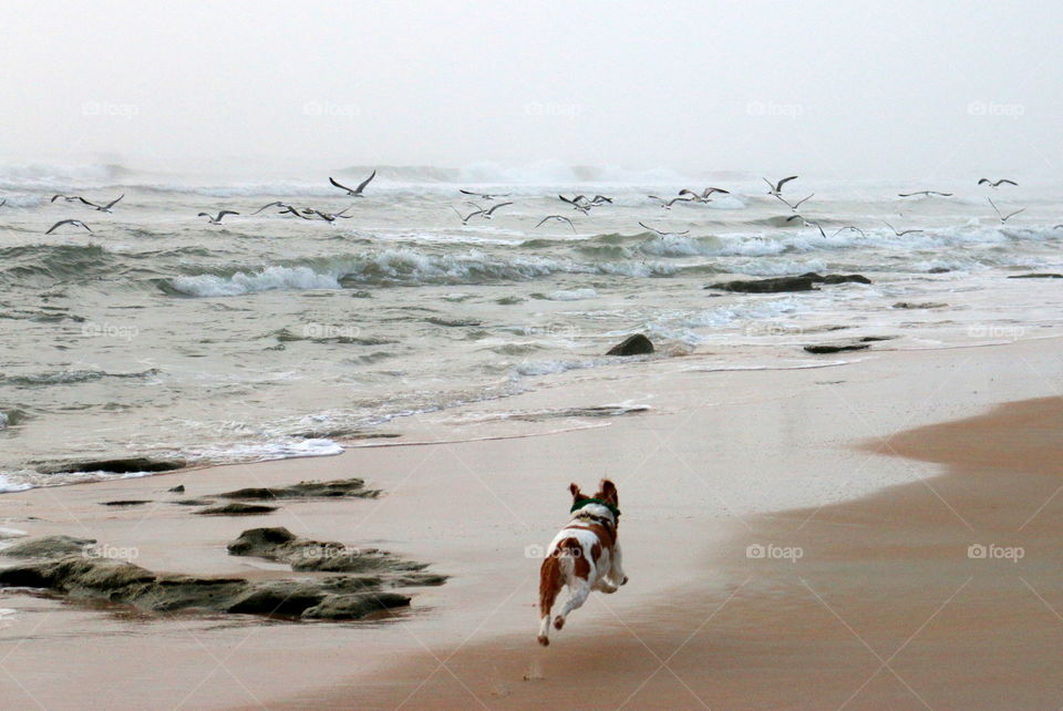 Jumping running dog happy on the beach with the birds in the morning