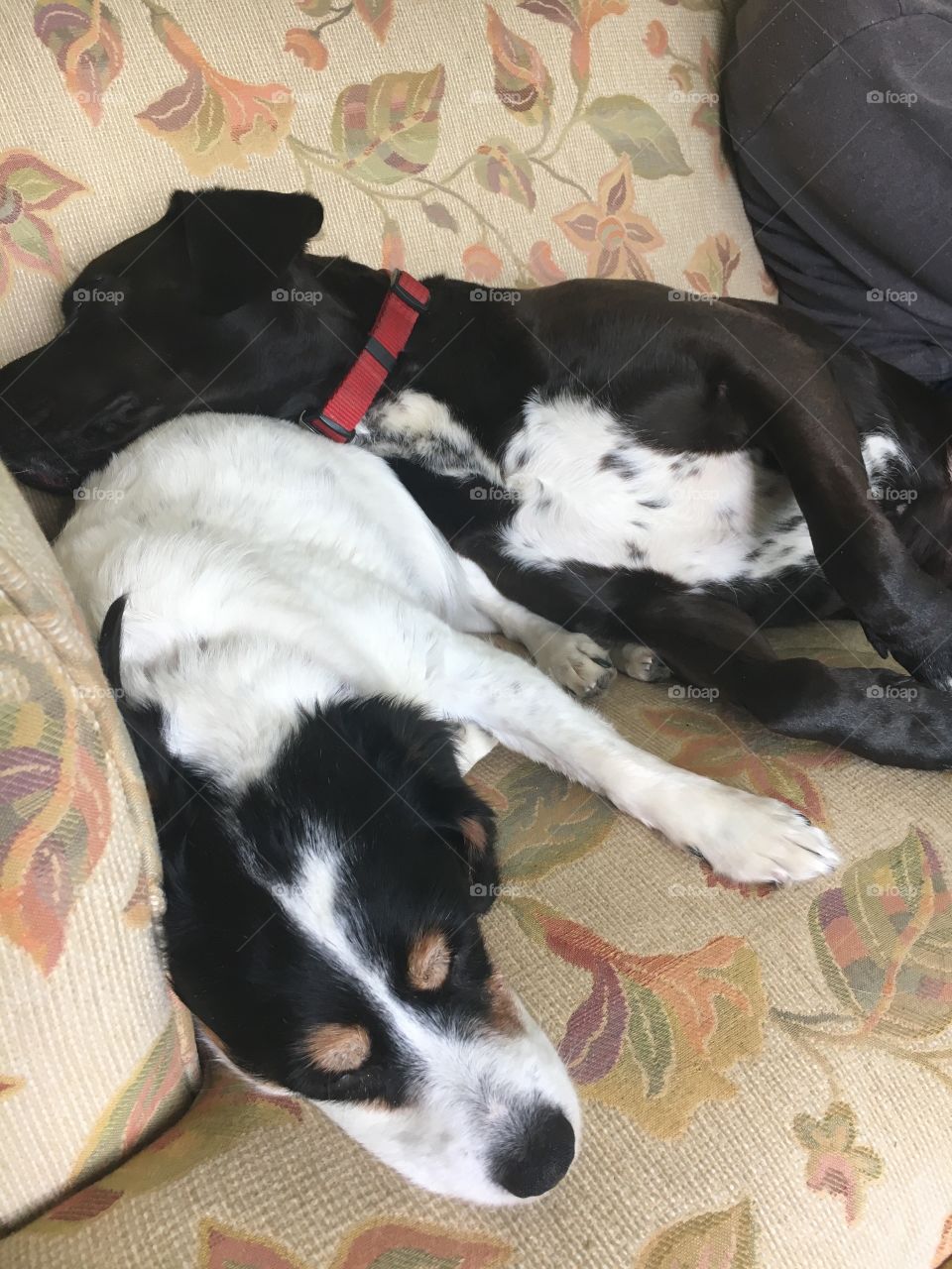two dogs sleeping together