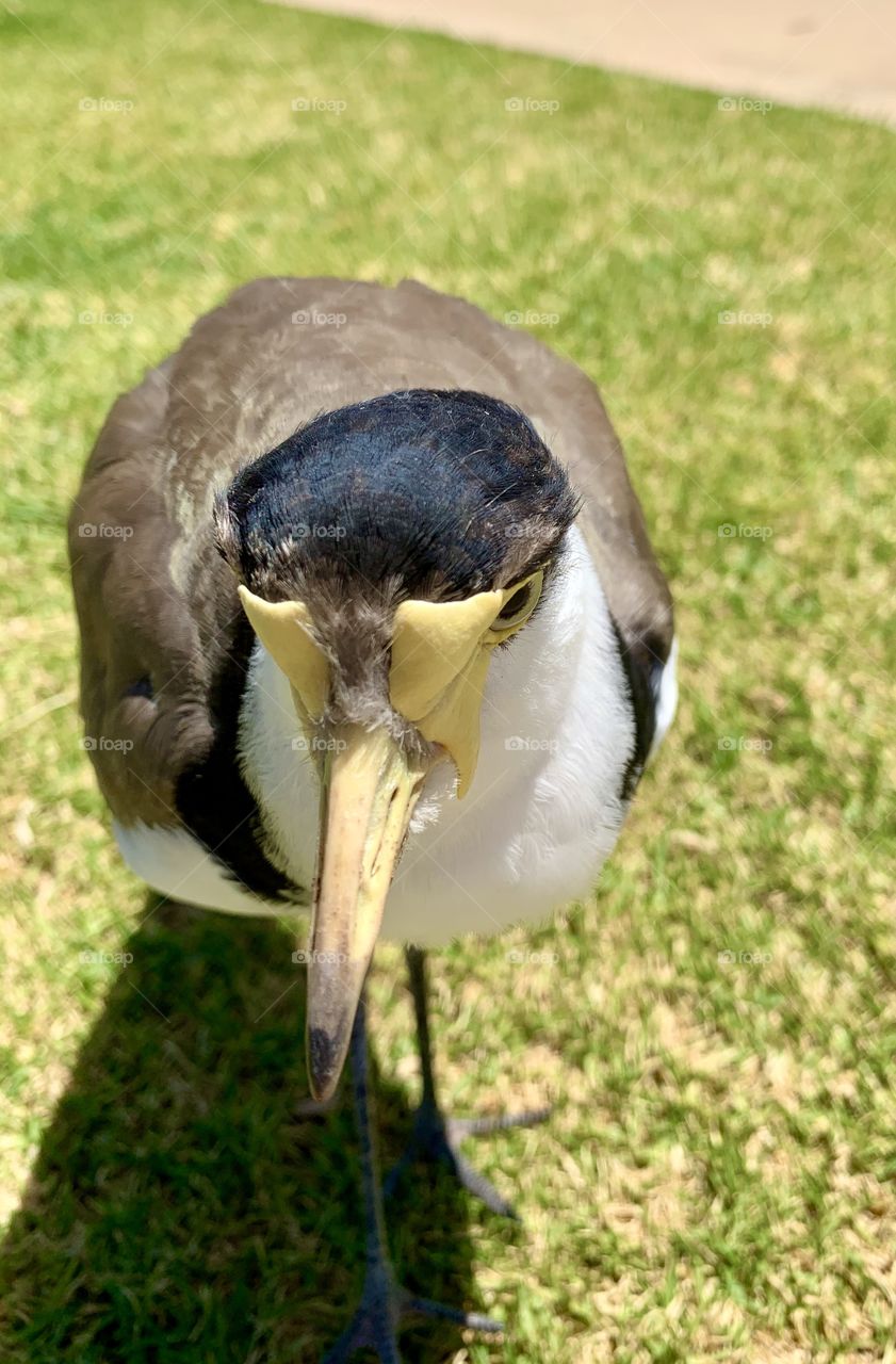 Masked Lapwing