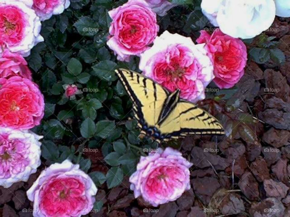 Beautiful swallowtail butterfly on a pink rose bush.