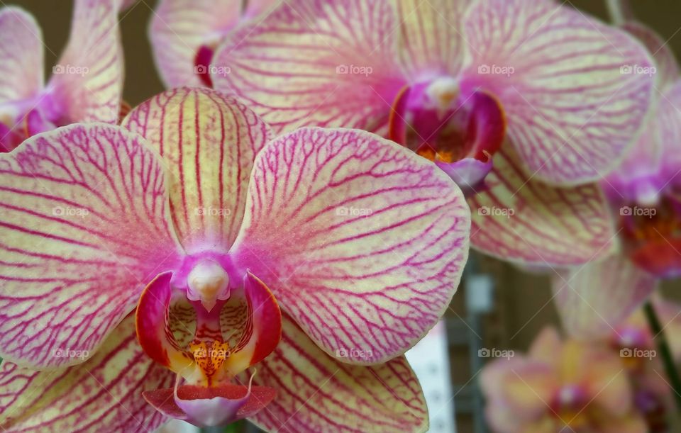 Orchid flowers