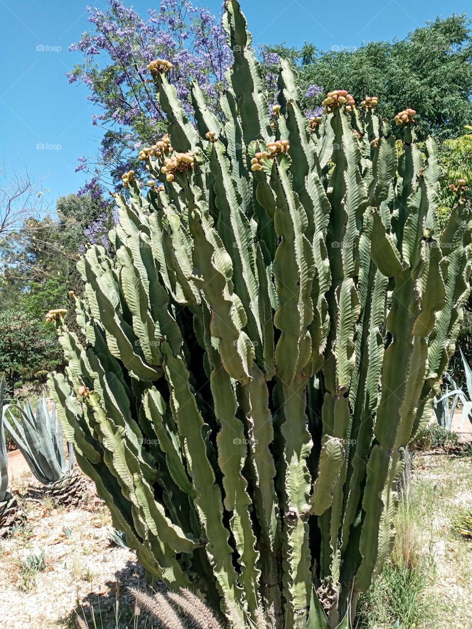 Cactus