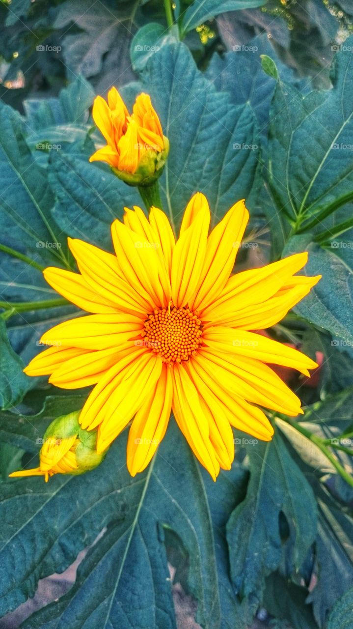 yellow colour stories