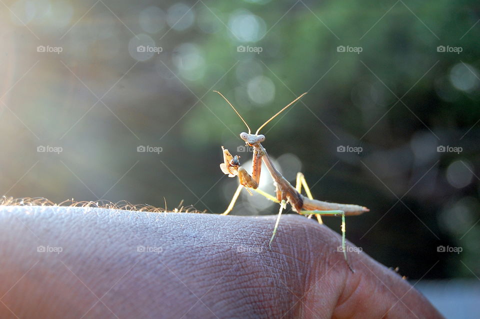 Praying Mantis