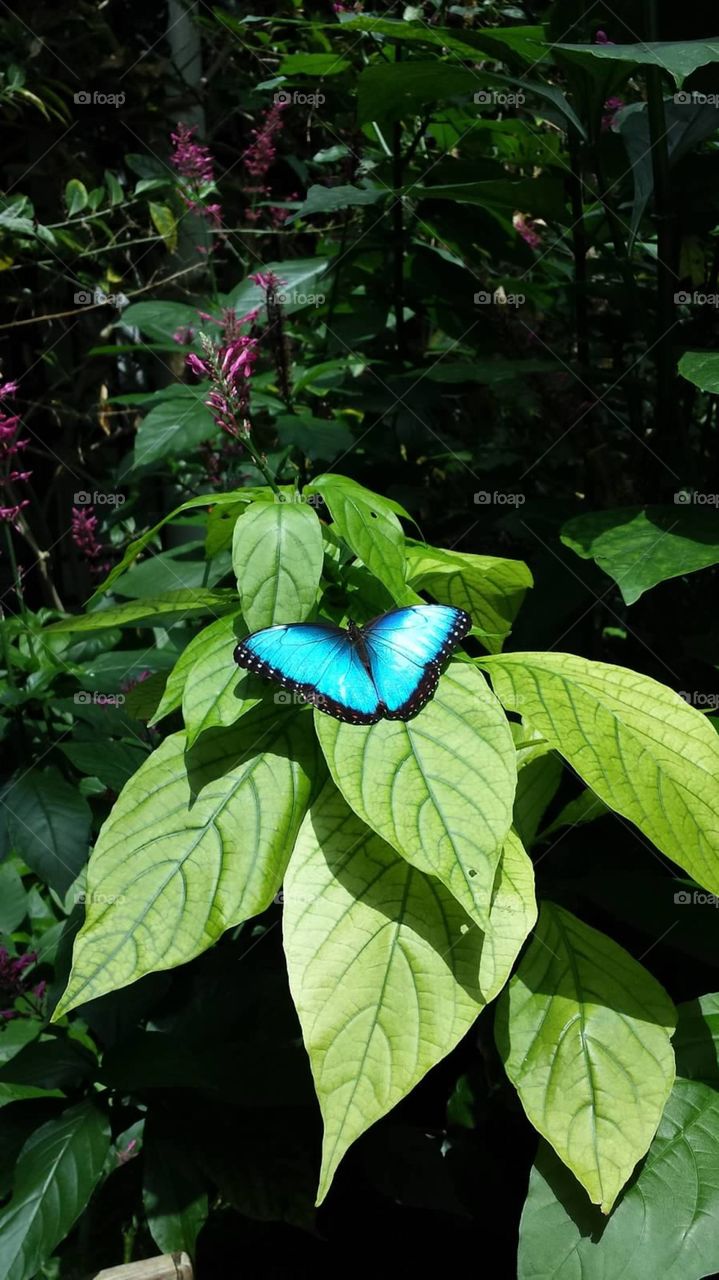 Beautifully Blue Butterfly