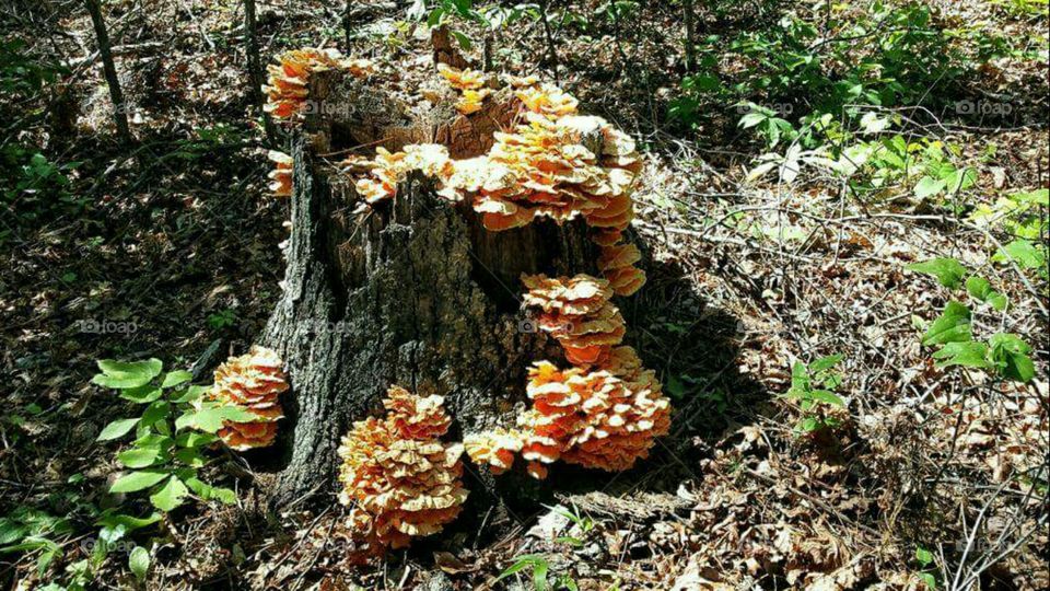 Mushrooms on chopped tree trunk in forest