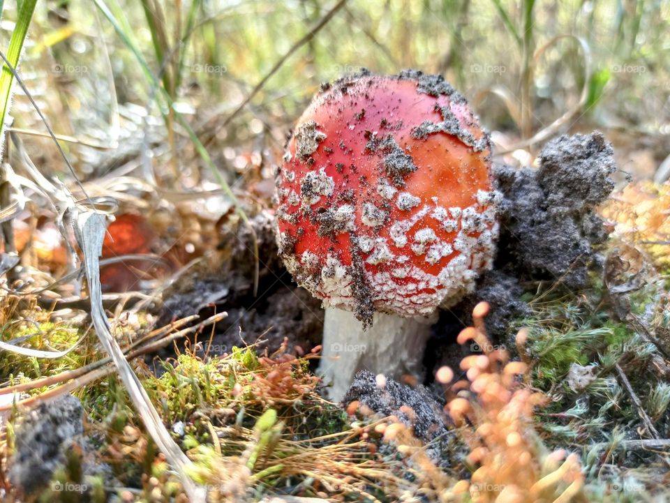 Mystical Mushrooms: A Fungi Adventure