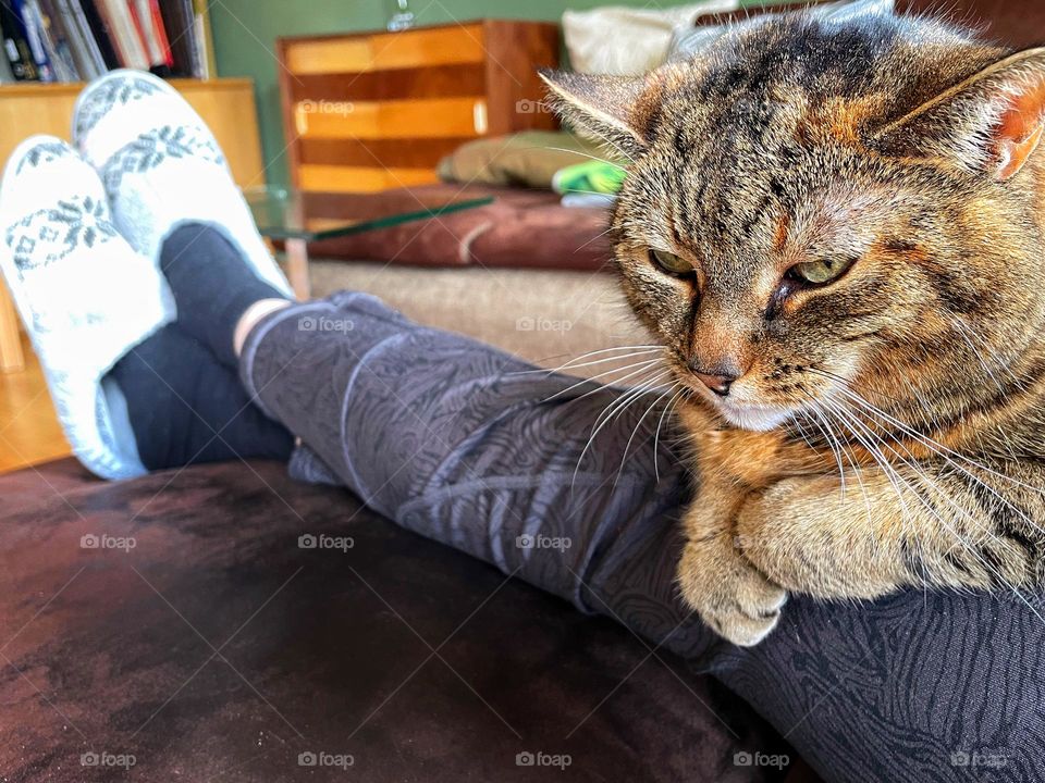 Close up of a tabby relaxed cat lying on legs