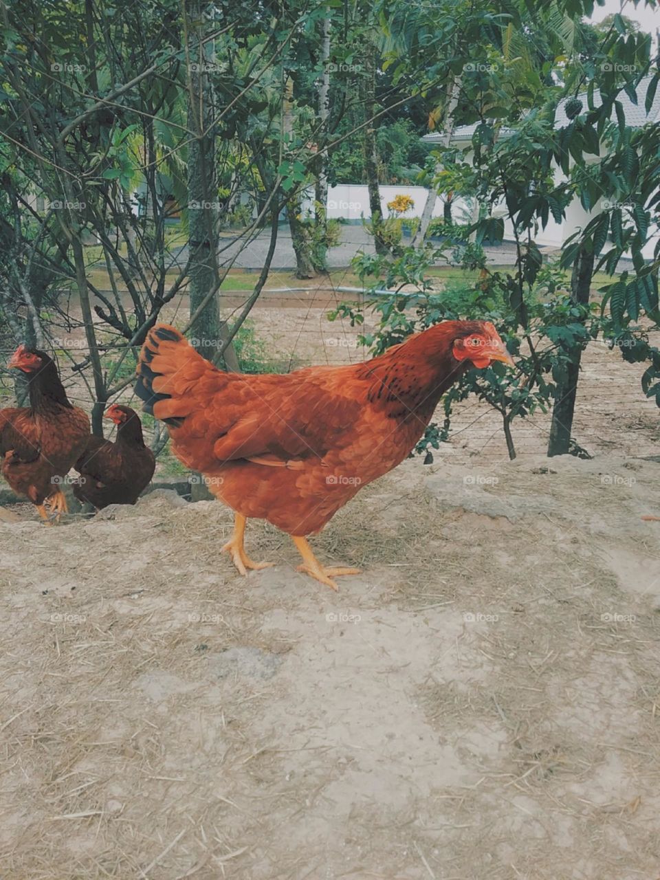 Orgulhosa e curiosa entre as outras.