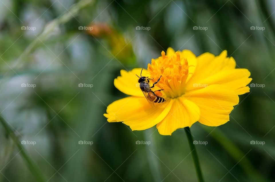 Bee