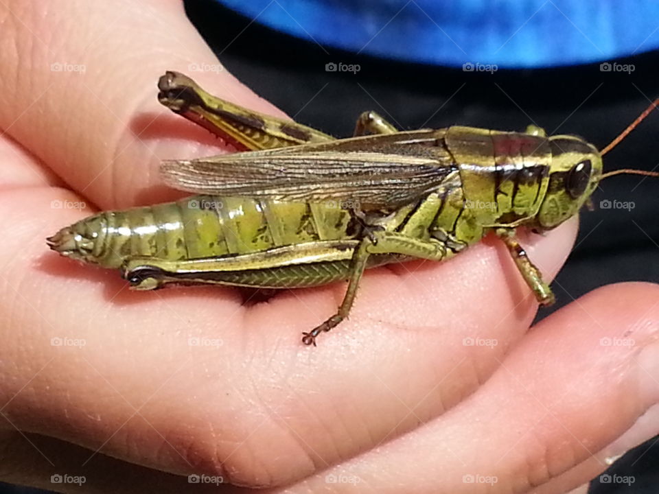 beautiful grasshopper