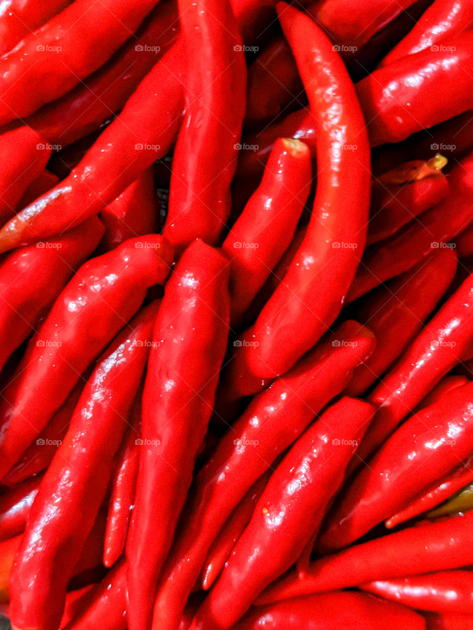 labuyo chilli also sometimes known as Filipino bird's eye, wild chilli. Related cultivars to 'Siling labuyo' include 'Tabasco', 'Malagueta', and 'Peri-peri'