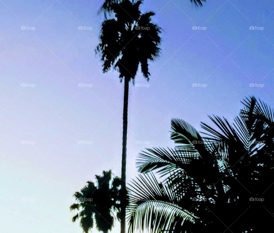 Tree and More Flora at Dusk Silhouette  (stylized)
