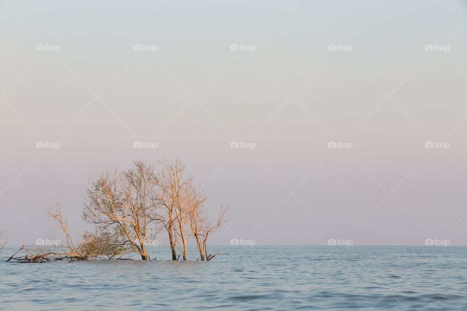 Dead tree in the sea